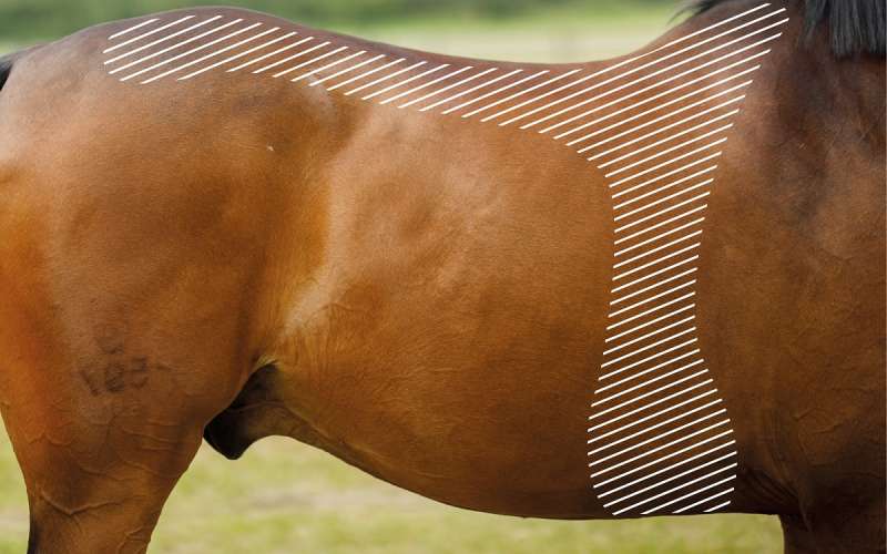 Empfindlichkeit in der Sattellage beim Pferd mit dem NOVAFON behandeln