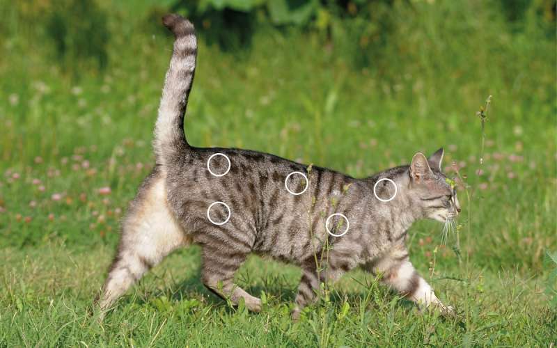 Myofasziale Schmerzen bei Katzen mit dem NOVAFON behandeln