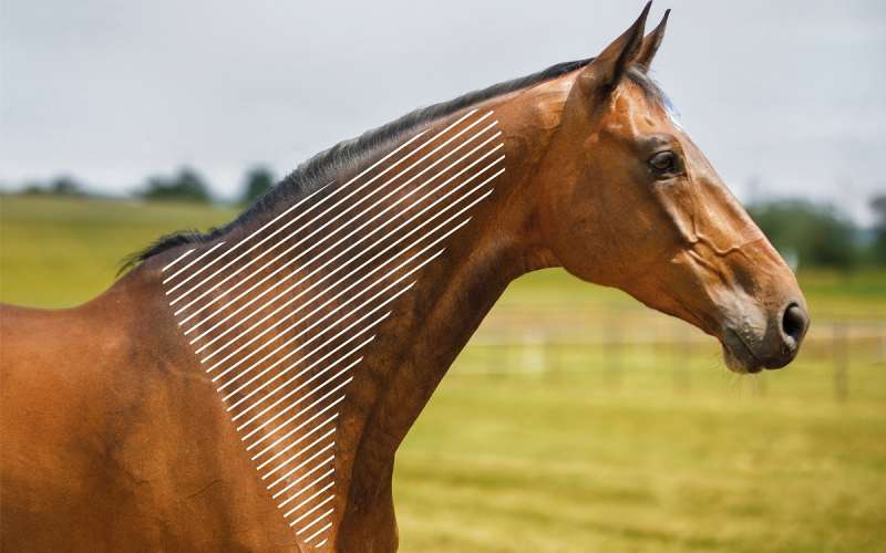 Myofasziale Schmerzen am Hals beim Pferd mit dem NOVAFON behandeln