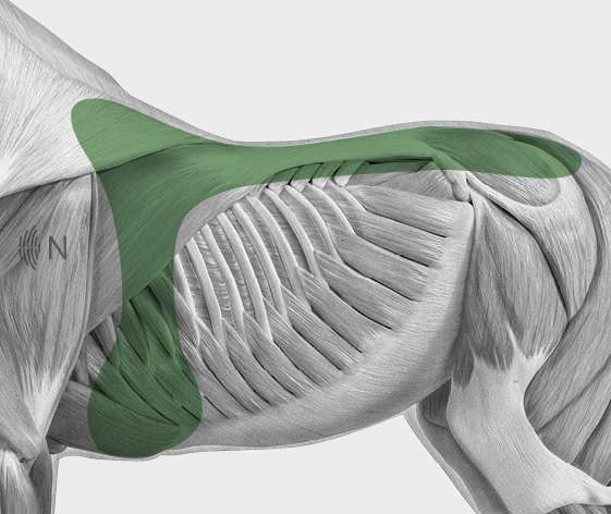 media/image/Bilder_Behandlungen_Anatomie_Pferd_R-cken_Sattellage_2.jpg