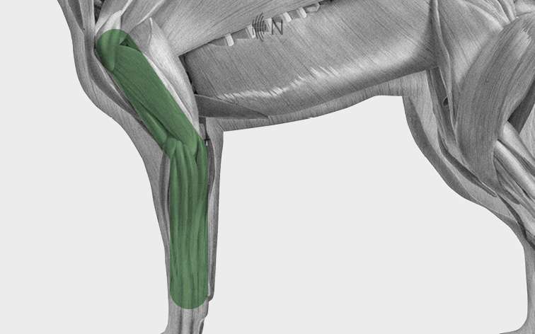 media/image/Bilder_Behandlungen_Anatomie_Hund_Extremit-ten_Ellbogen_2.jpg