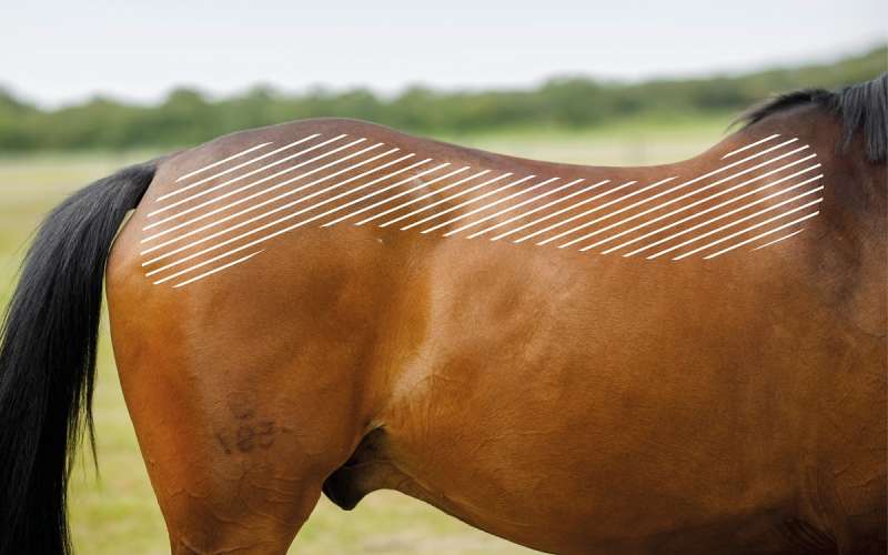 Kreuzdarmbeingelenk beim Pferd mit dem NOVAFON behandeln