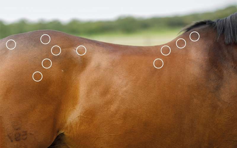 Stresspunkte bei Kissing Spines beim Pferd mit dem NOVAFON behandeln