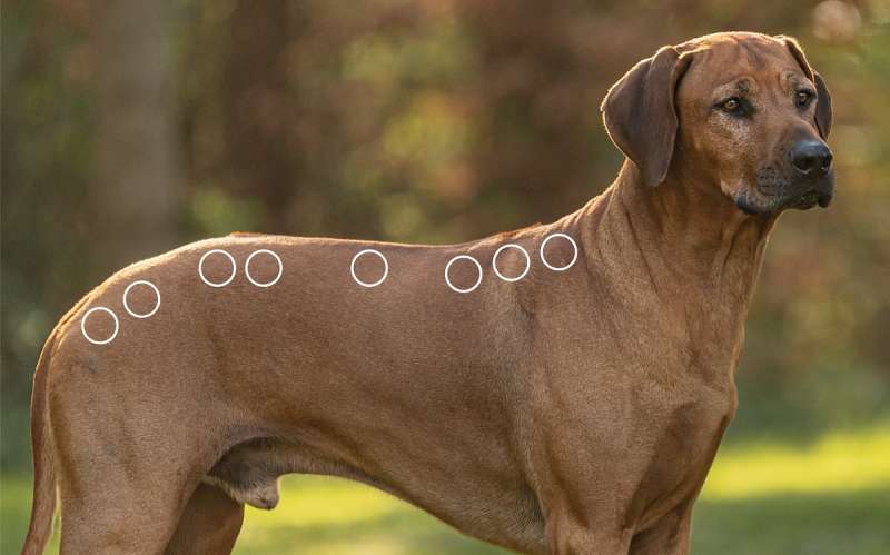 Triggerpunkte am Rücken beim Hund mit dem NOVAFON behandeln