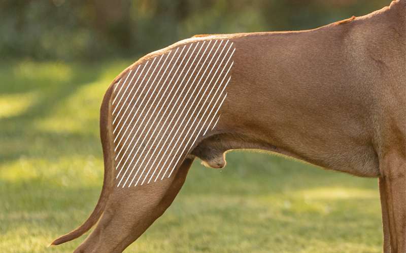 Hüftdysplasie beim Hund mit dem NOVAFON behandeln