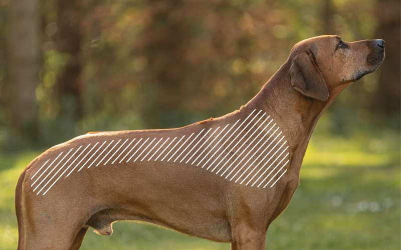 Bandscheibenvorfall beim Hund mit dem NOVAFON behandeln