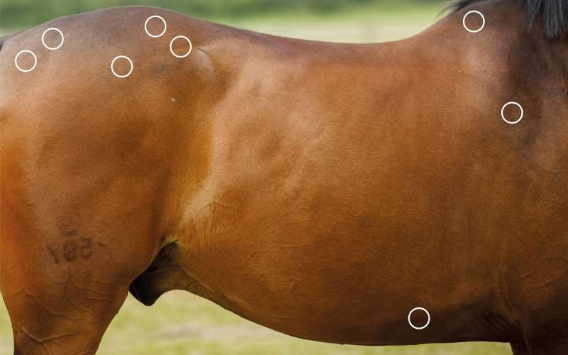 Stresspunkte bei empfindlicher Sattellage beim Pferd mit dem NOVAFON behandeln