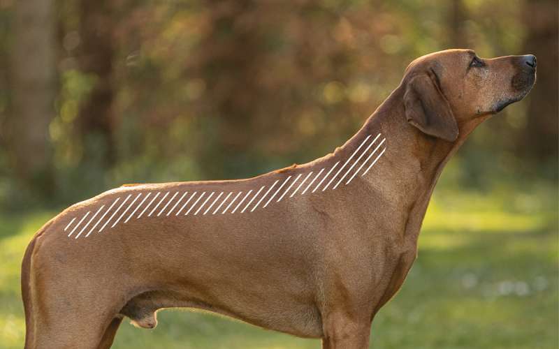 Spondylose am Rücken beim Hund mit dem NOVAFON behandeln