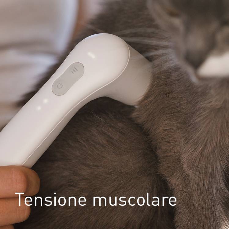 Muskelverspannung bei Katzen behandeln mit NOVAFON