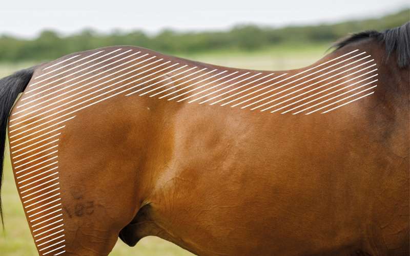 Myofasziale Schmerzen am Rücken beim Pferd mit dem NOVAFON behandeln
